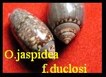 Oliva (Actuoliva) jaspidea f. Duclosi